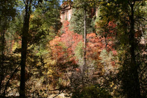 Fall Foliage