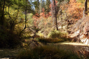 Leafs In Stream