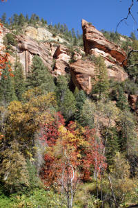 Follage and Cliffs - West Fork Trail