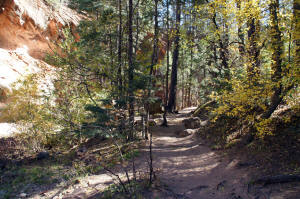 West Fork Trail Leading To First Crossing