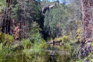 West Fork Trail - Stream and Woods