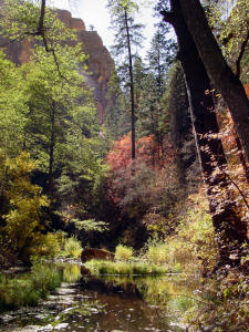 West Fork Tail - Creek and Fall Foliage