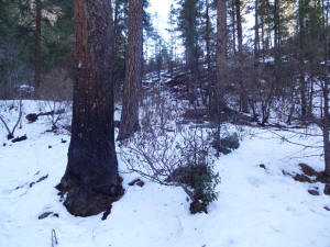 Burnt Trees