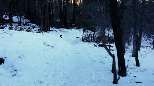 West Fork Trail