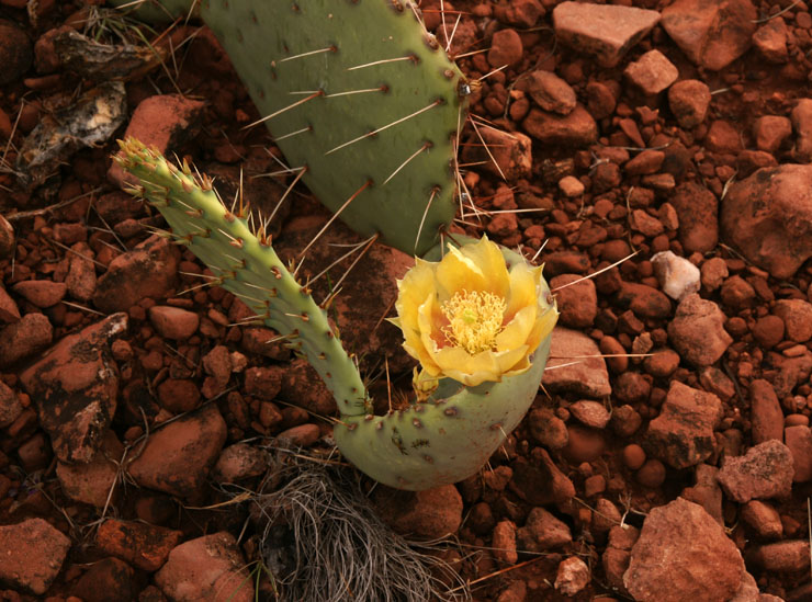 Prickly Pear Cactus Flower