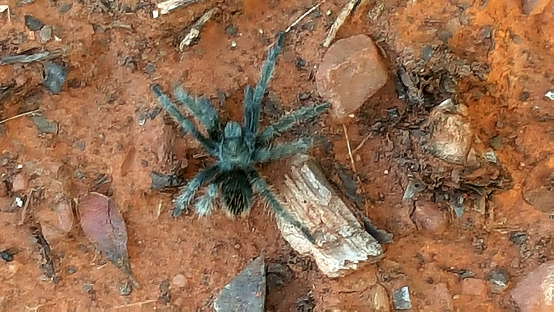 Tarantula on Cathedral Rock Trail