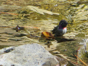 Humingbird Video 1